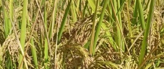 10月11月七不姜七不水稻秋收季! 明安農業優惠 促銷 折扣 送禮-七不姜 生姜養生網-明德CSA生態姜園&明安農業