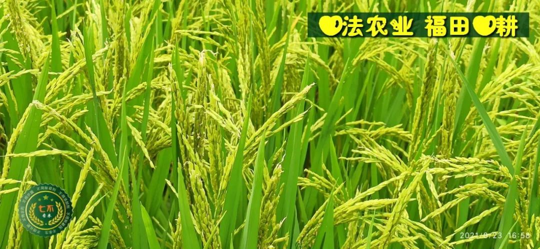慶祝七不水稻 二級優質秈米 中浙優H7新上市-特惠五折預定，限時三天。可選1斤10斤及每月宅配送。