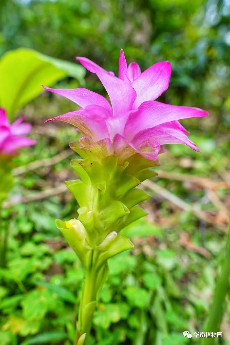 世界最大姜園在廣州，帶你到植物園看“大莪術”