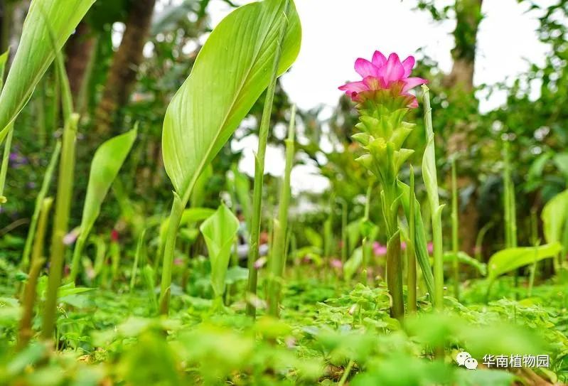 世界最大姜園在廣州，帶你到植物園看“大莪術”
