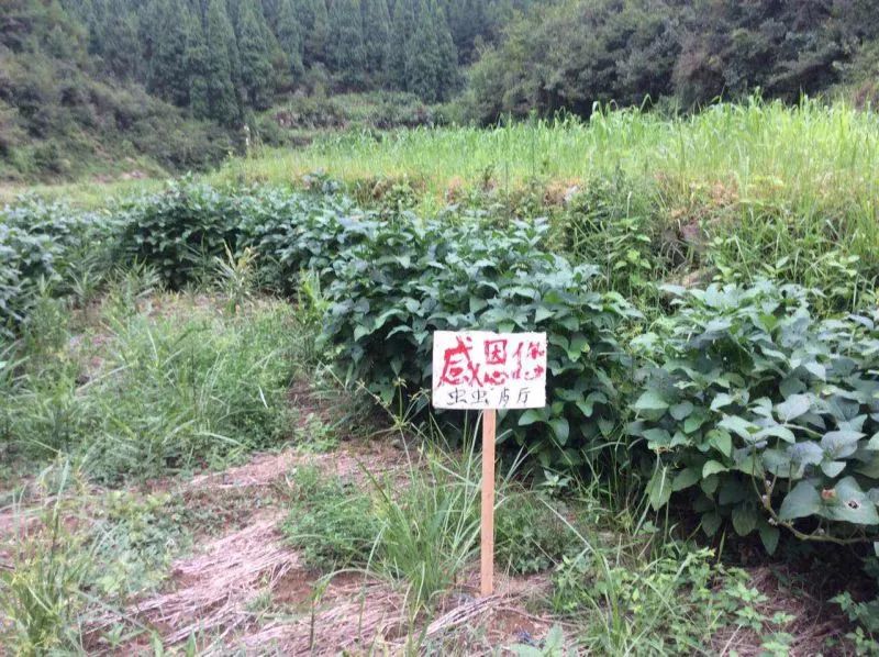 2023年七不姜春耕 明安農業告動物蟲鳥書：尊敬的諸位動物蟲鳥先生小姐們，七不小黃姜寶貝們 ...耕好自家心田 灑滿大千世界