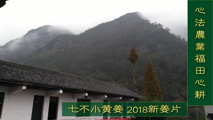 2022年小黃姜春耕開播 姜片姜粉姜丸防疫 安家必備大特惠