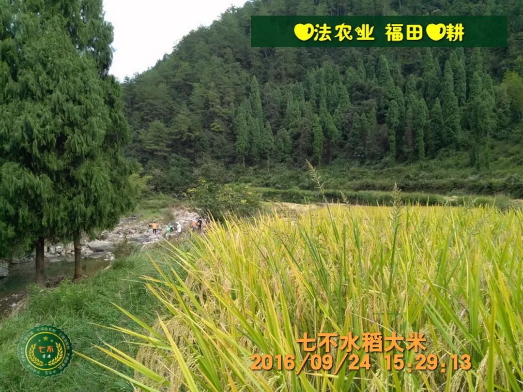 慶祝七不水稻 二級優質秈米 中浙優H7新上市-特惠五折預定，限時三天。可選1斤10斤及每月宅配送。