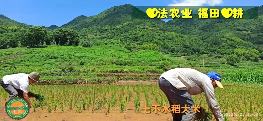 預定有禮-訂購大米送生姜。2022年秋收浙江仙居新米⑤紅秈米④黑米⑨勇優12粳米⑥糯米⑩香米華優18秈米 ⑾嘉豐優2號秈米 預定有禮-訂購大米送生姜。2022年秋收浙江仙居新米⑤紅秈米④黑米⑨勇優12粳米⑥糯米⑩香米華優18秈米 ⑾嘉豐優2號秈米