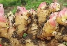 首發：世界各國吃姜名菜譜-印度、巴基斯坦、英國、土耳其、日本、越南，還有烏克蘭人是如何吃姜的？姜使用量最多的國家是哪個國家？-七不姜 生姜養生網-明德CSA生態姜園&明安農業