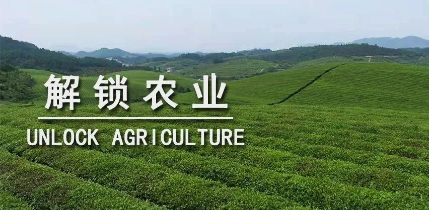 澳大利亞“生姜”農業主題樂園變全球超強農旅品牌的“商業機密”