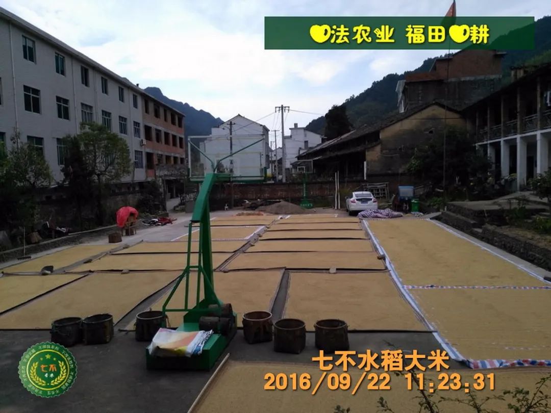 慶祝七不水稻 二級優質秈米 中浙優H7新上市-特惠五折預定，限時三天。可選1斤10斤及每月宅配送。