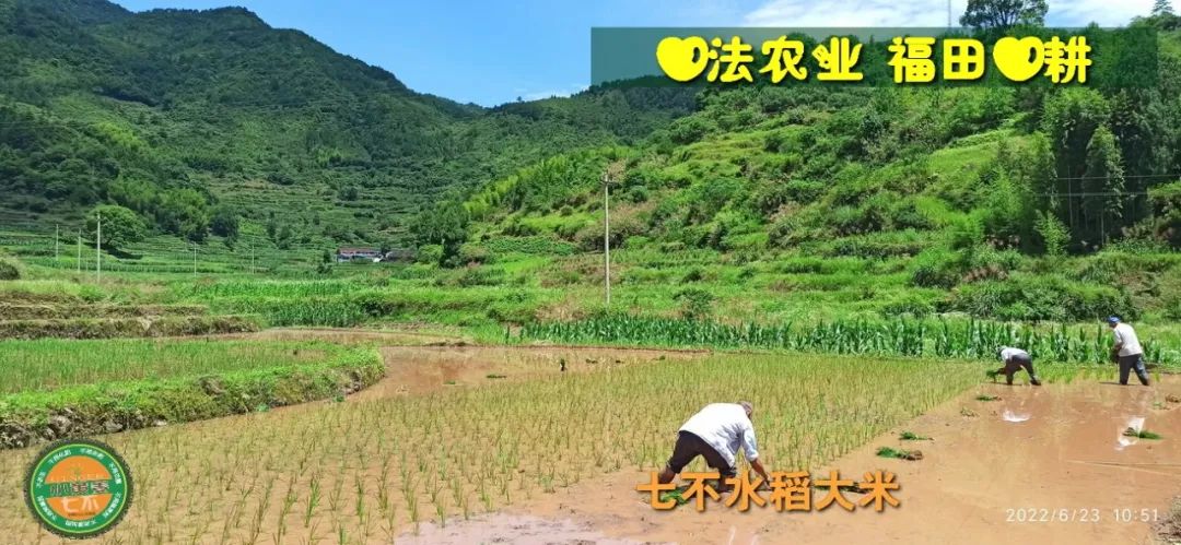 預定有禮-訂購大米送生姜。2022年秋收浙江仙居新米⑤紅秈米④黑米⑨勇優12粳米⑥糯米⑩香米華優18秈米 ⑾嘉豐優2號秈米 預定有禮-訂購大米送生姜。2022年秋收浙江仙居新米⑤紅秈米④黑米⑨勇優12粳米⑥糯米⑩香米華優18秈米 ⑾嘉豐優2號秈米