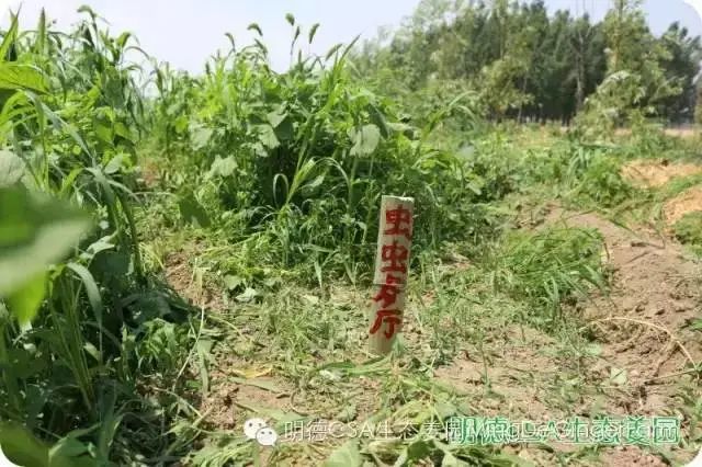 2023年七不姜春耕 明安農業告動物蟲鳥書：尊敬的諸位動物蟲鳥先生小姐們，七不小黃姜寶貝們 ...耕好自家心田 灑滿大千世界