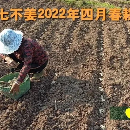 原始點調理82歲老人摔成重傷案例- 林先生夫婦真誠的孝心救母 兩個多月康復-七不姜 生姜養生網-明德CSA生態姜園&明安農業