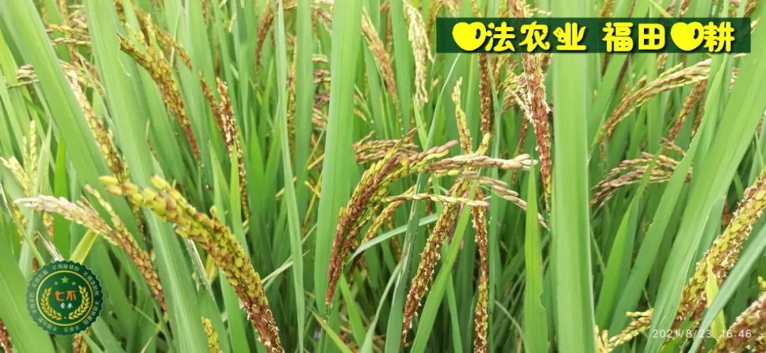 七不水稻即將上市-2021年新米預定月購限時特惠 家庭七不大米/紅米 紅皮大米/糯米/ 黑米/泰兩優217/中浙優H7 宅配送