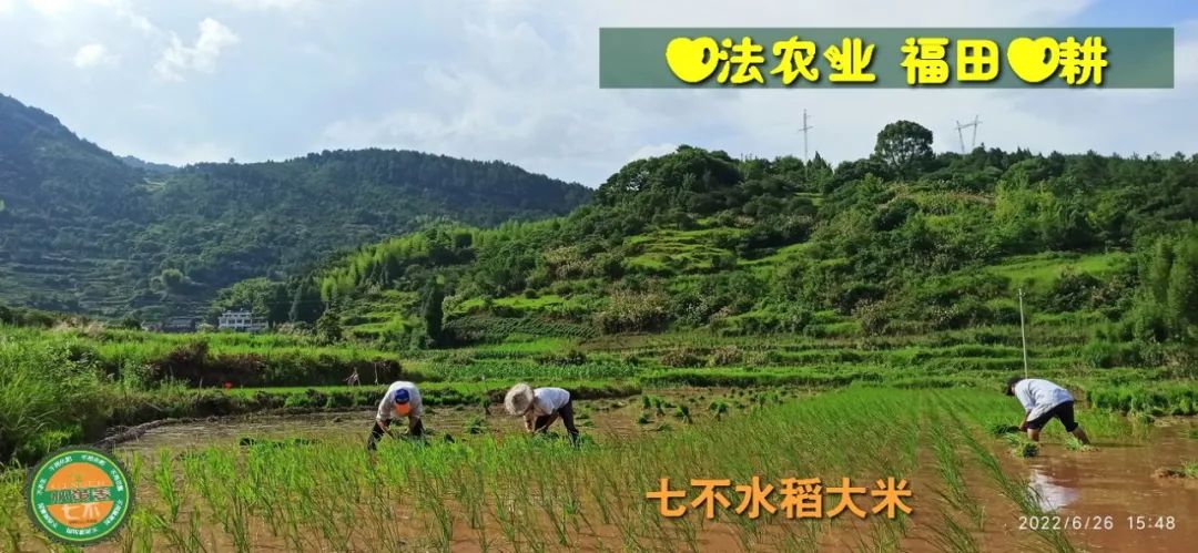 預定有禮-訂購大米送生姜。2022年秋收浙江仙居新米⑤紅秈米④黑米⑨勇優12粳米⑥糯米⑩香米華優18秈米 ⑾嘉豐優2號秈米 預定有禮-訂購大米送生姜。2022年秋收浙江仙居新米⑤紅秈米④黑米⑨勇優12粳米⑥糯米⑩香米華優18秈米 ⑾嘉豐優2號秈米